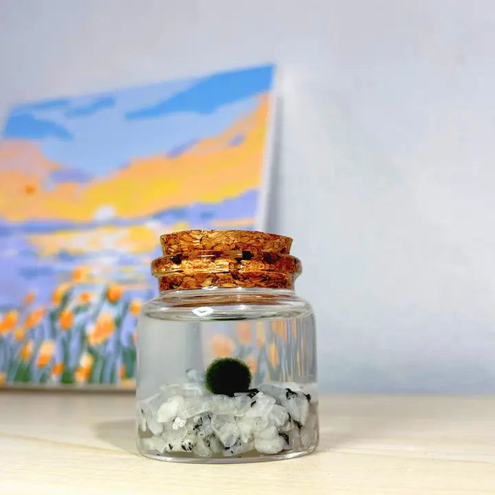 Small Moonstone Moss Ball Terrarium