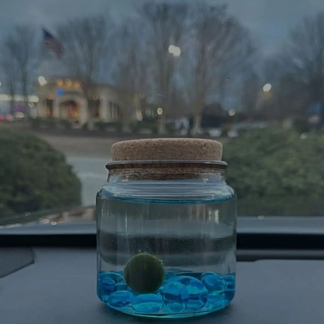 Large Blue Glass Moss Ball Terrarium