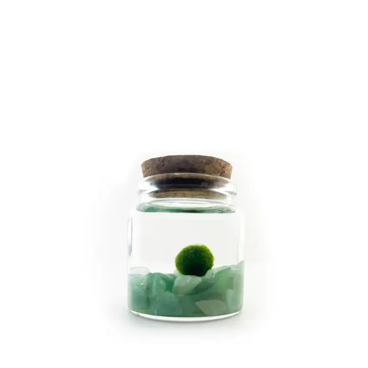 Small Aventurine Moss Ball Terrarium