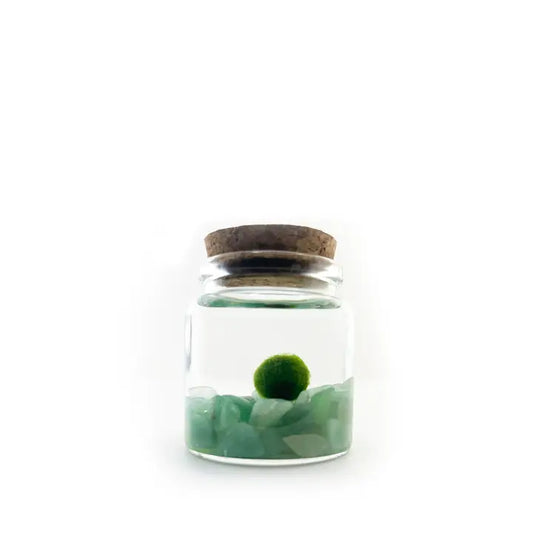 Small Aventurine Moss Ball Terrarium