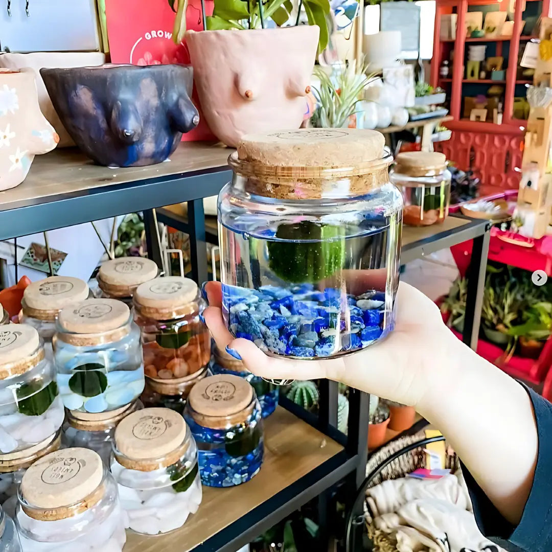 Large Lapis Lazuli Moss Ball Terrarium