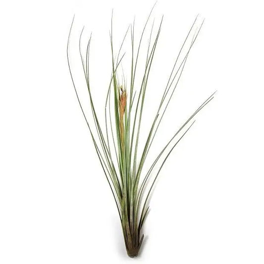 Juncea air plant