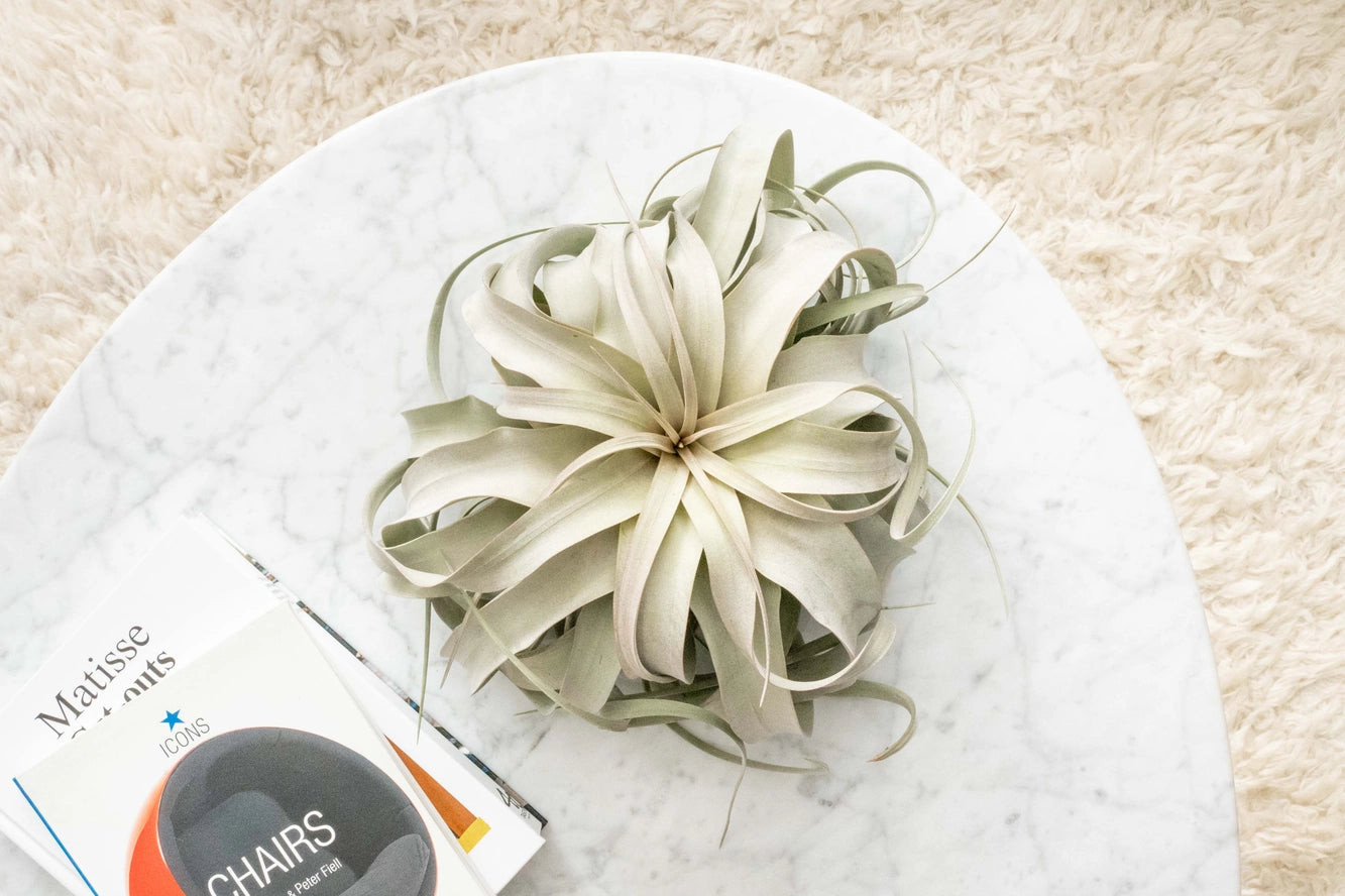 Xerographica Tillandsia