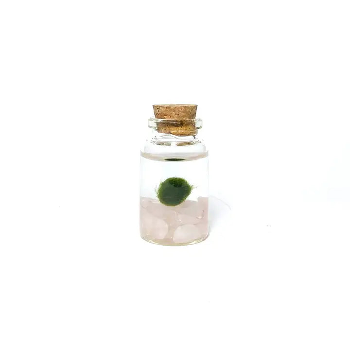 Tiny Rose Quartz Gemstone Moss Ball Terrarium