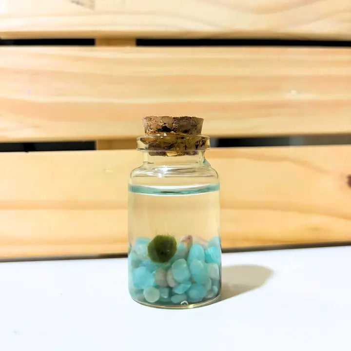Tiny Amazonite Gemstones Moss Ball Terrarium