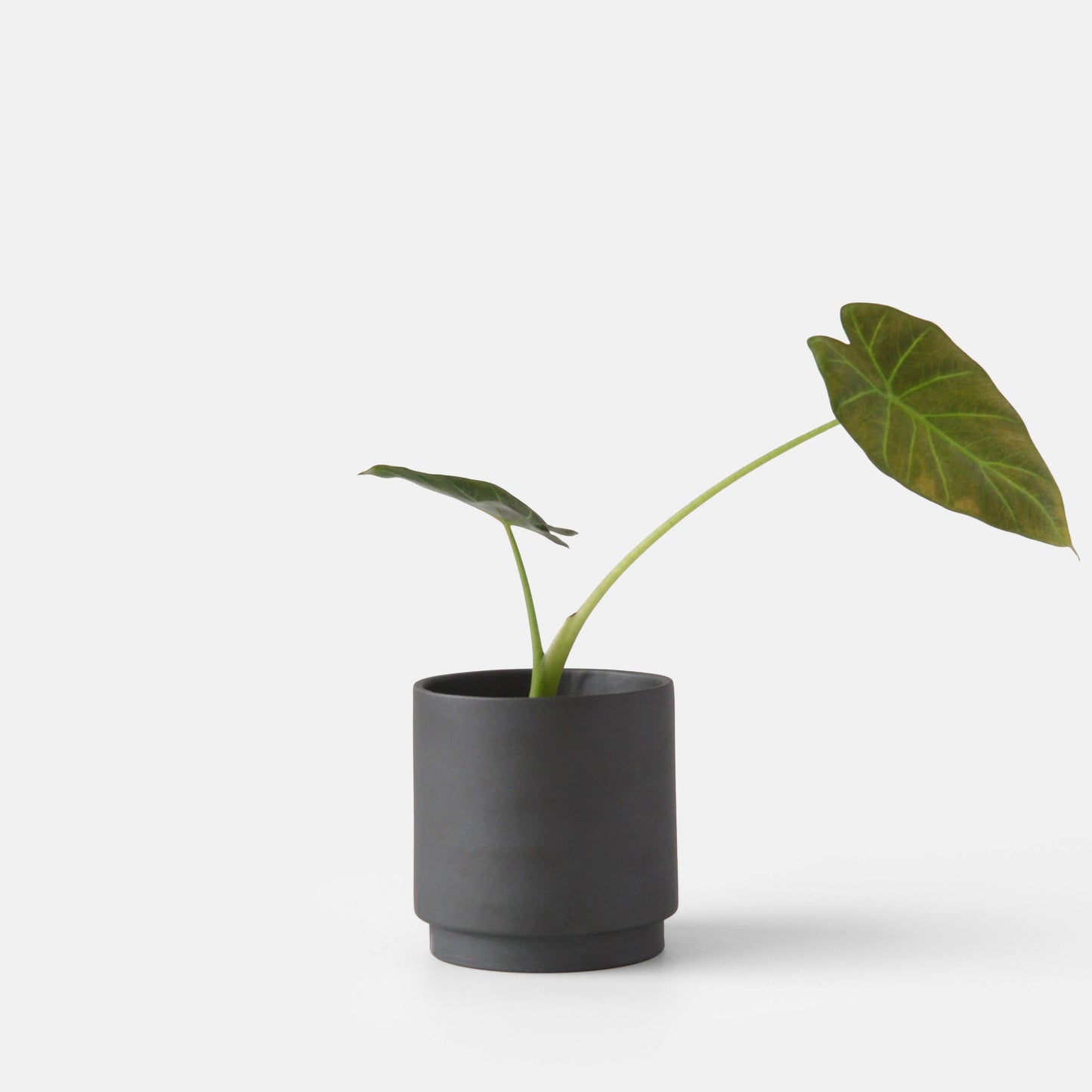 Kolo Planter