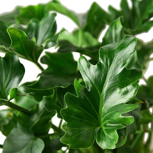 Philodendron Hope