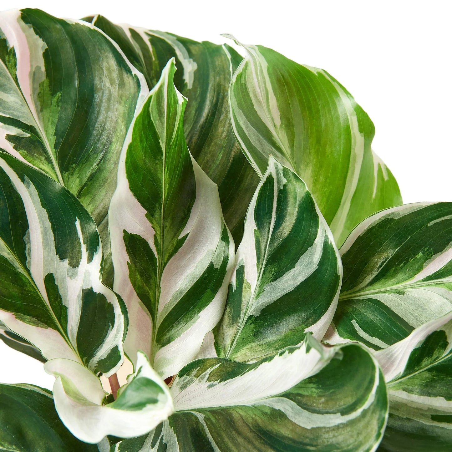 Calathea White Fusion 4"