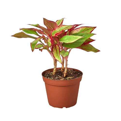 Chinese Evergreen 'Red Siam' 6inch
