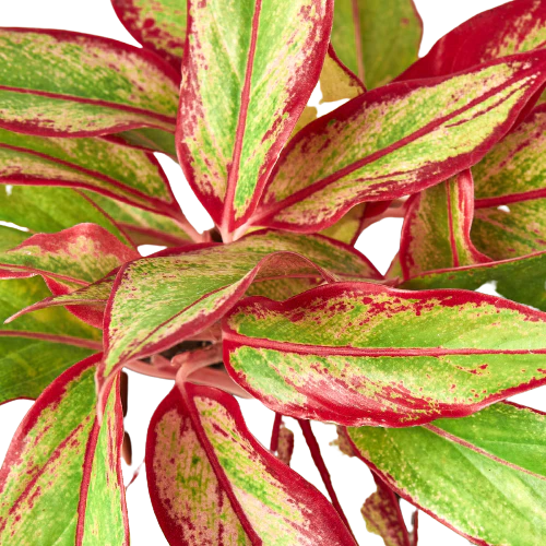 Chinese Evergreen 'Red Siam' 6inch