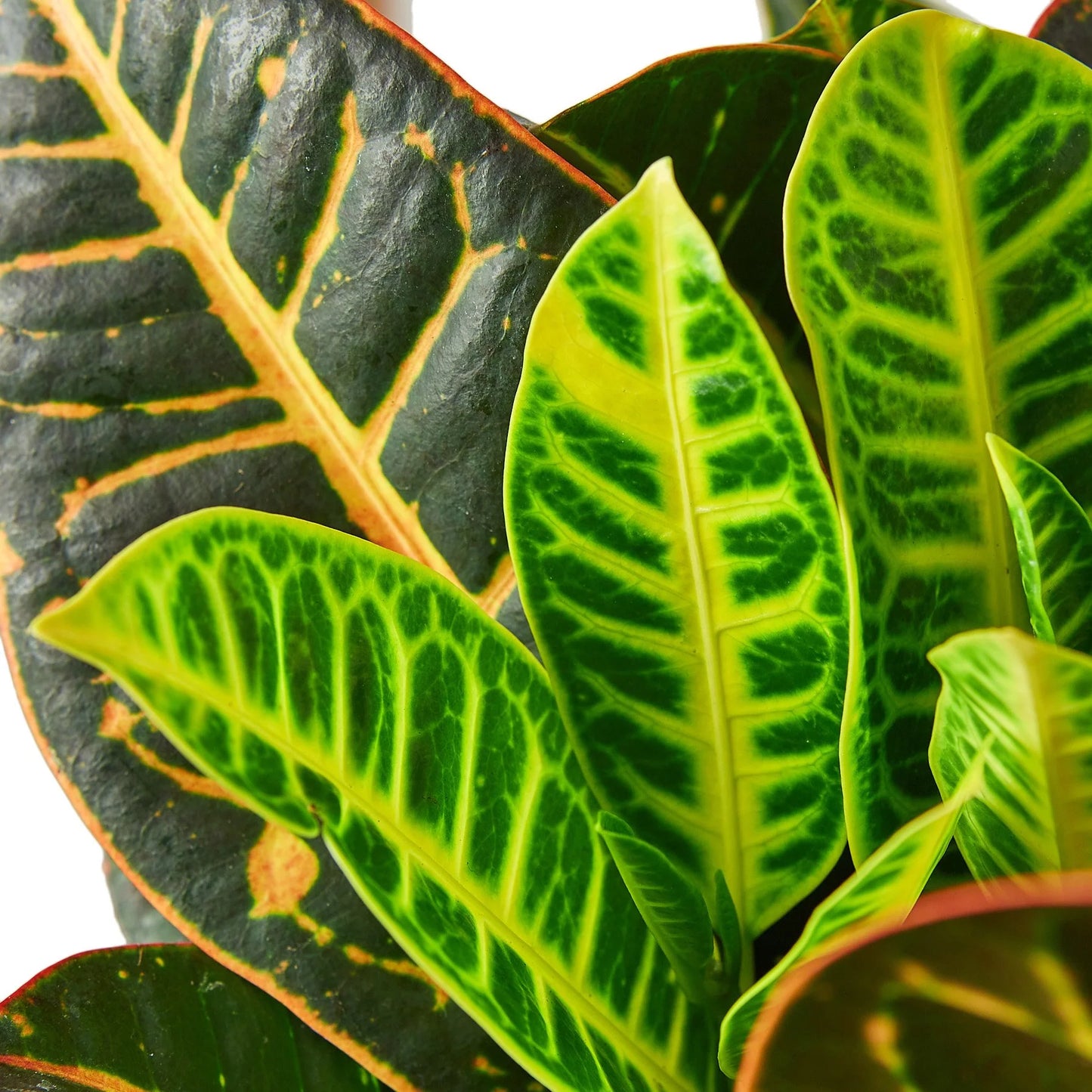 Croton Petra 'Joseph's Coat 6"