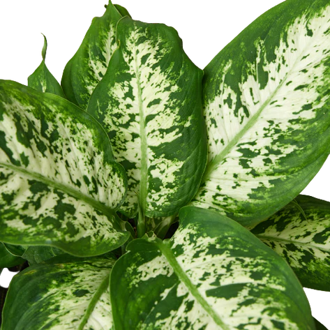 Dieffenbachia 'Tropic Snow 6"