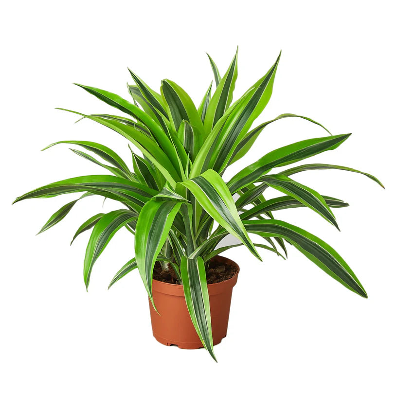 Dracaena Deremensis 'Lemon Lime