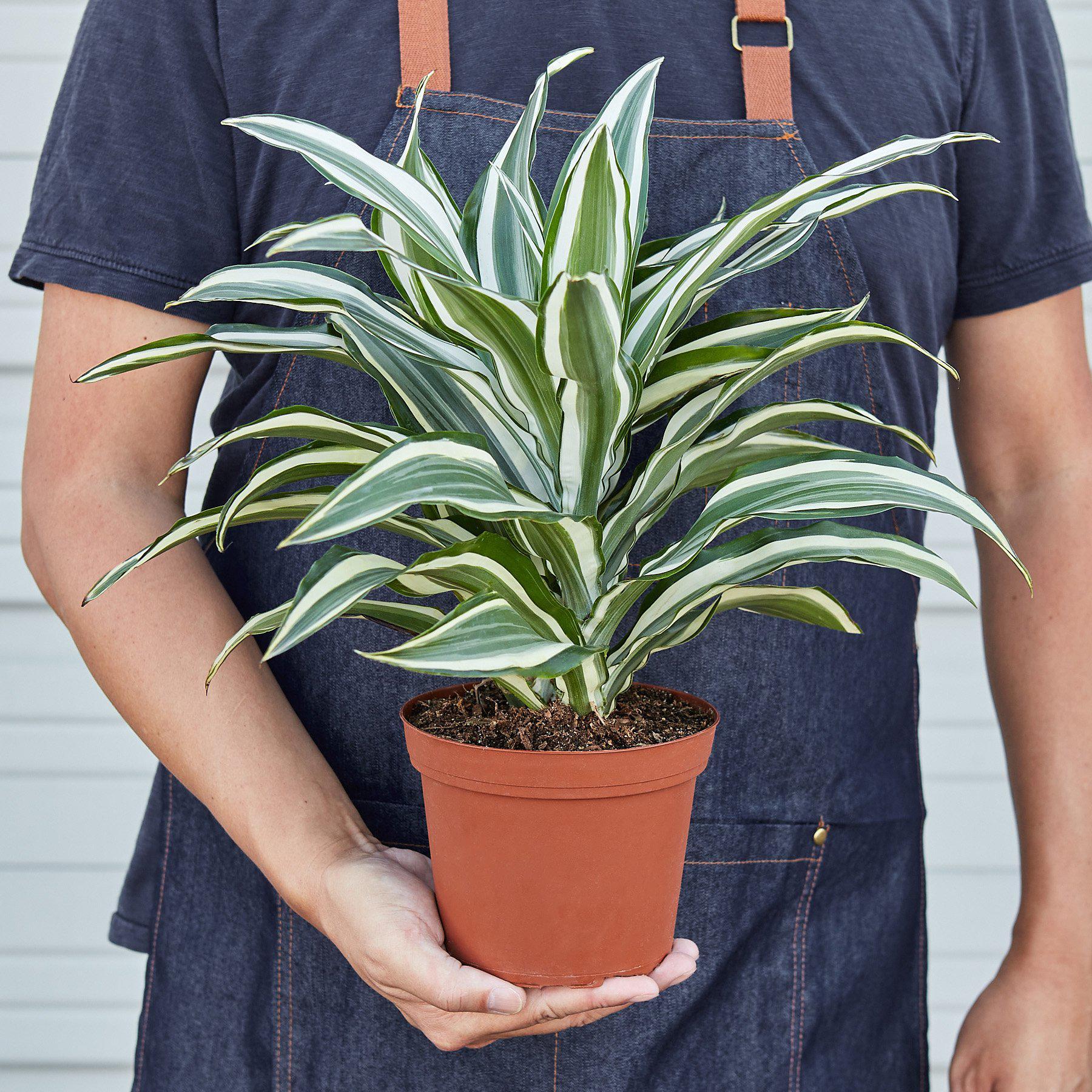 dracaena warneckii light Dracaena Warneckii 'White Jewel' 6" Pot