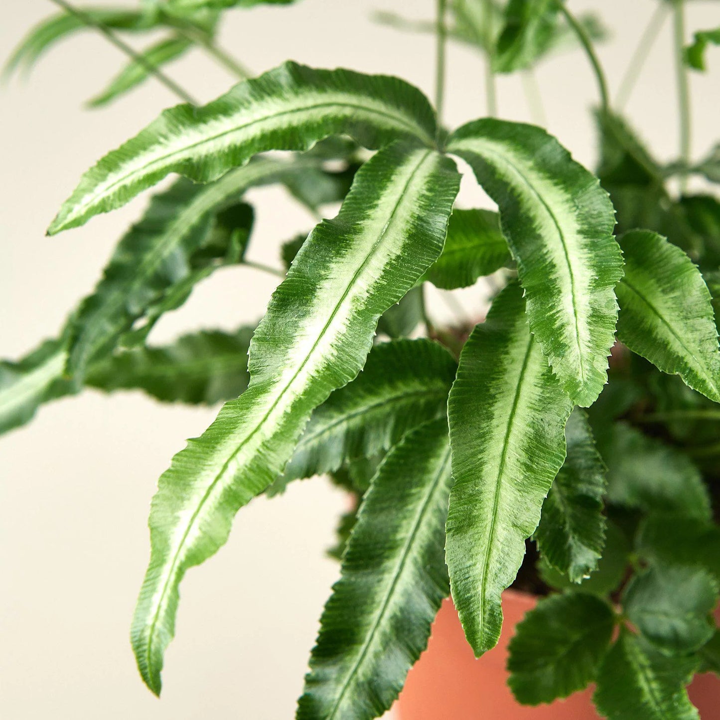 Pteris Cretica 'Albo Fern 4"