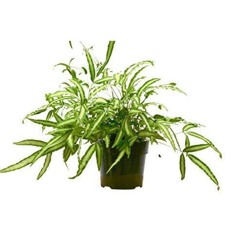 Pteris Cretica 'Albo Fern 4"