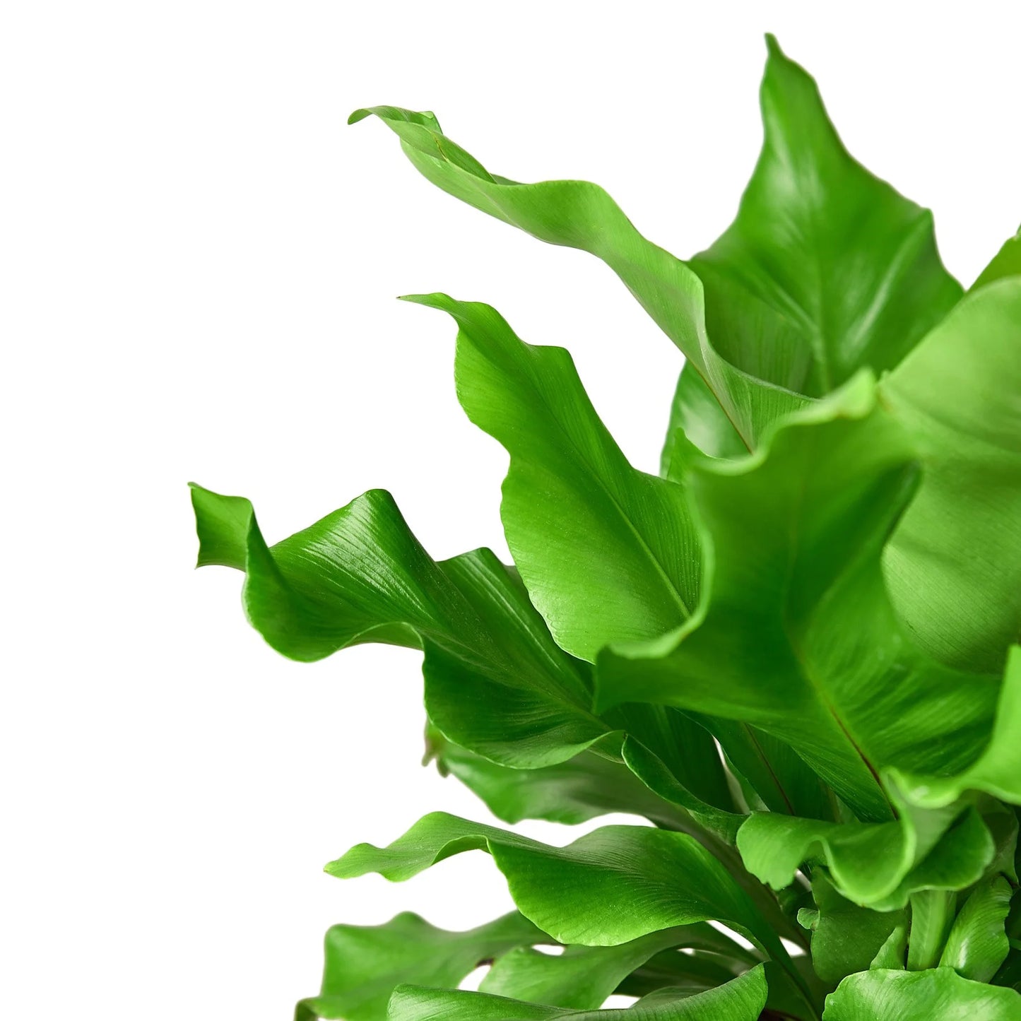 Fern Bird's Nest 'Nidus' 6"