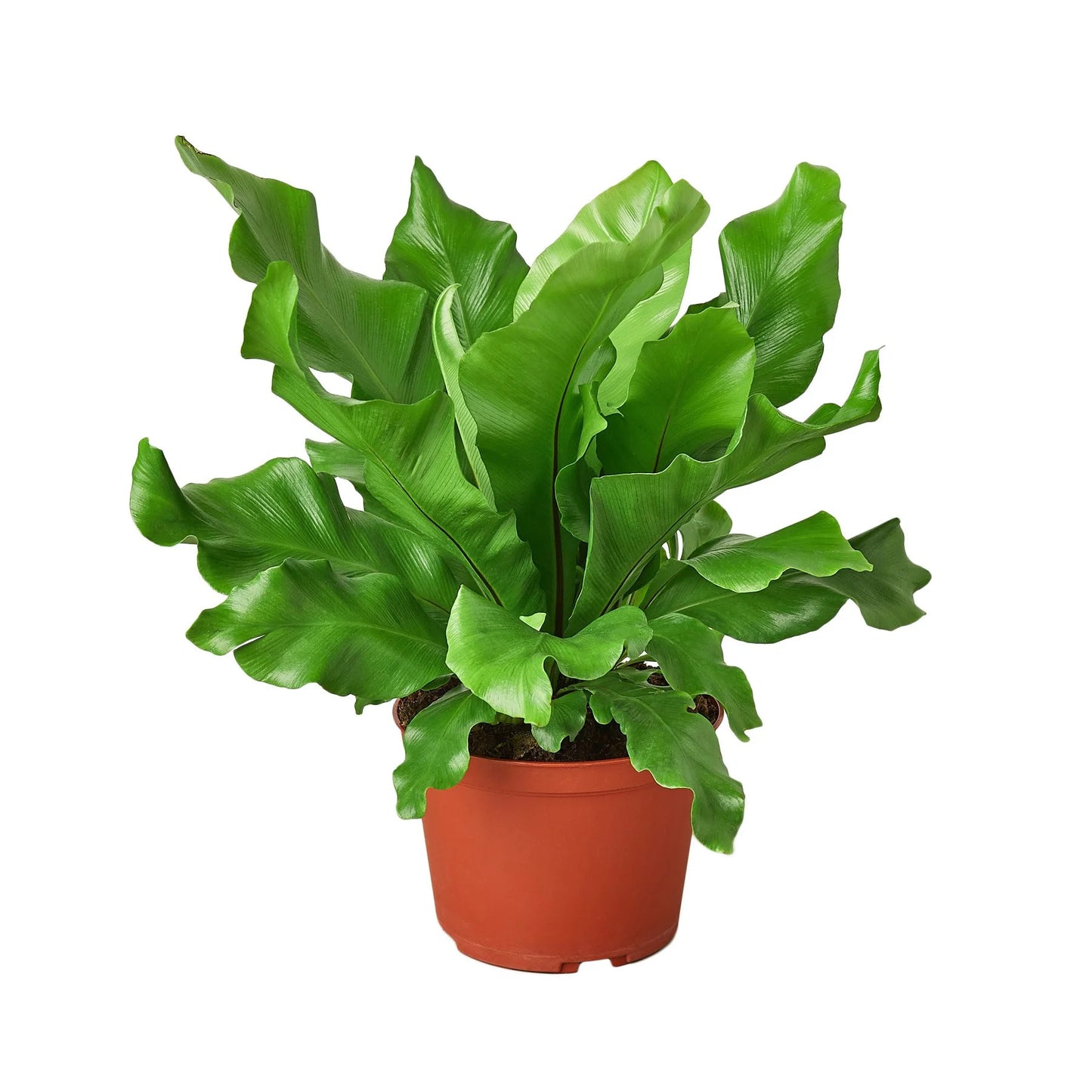Fern Bird's Nest 'Nidus' 6"