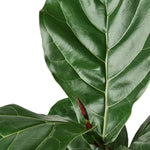 Ficus Lyrata Standard