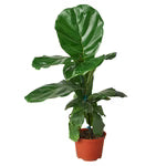 Ficus Lyrata Standard