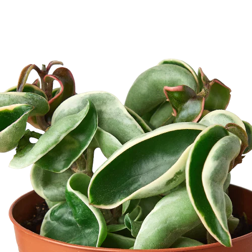 Hoya Rope Plant Variegated 4"