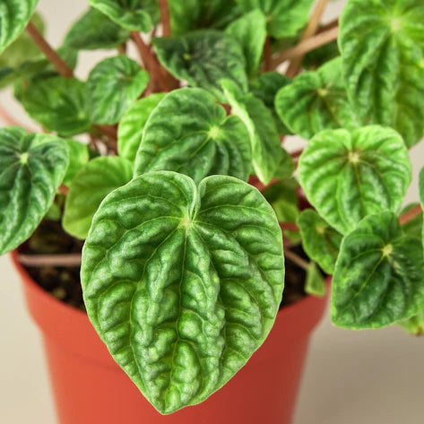 Peperomia 'Ripple' 6"