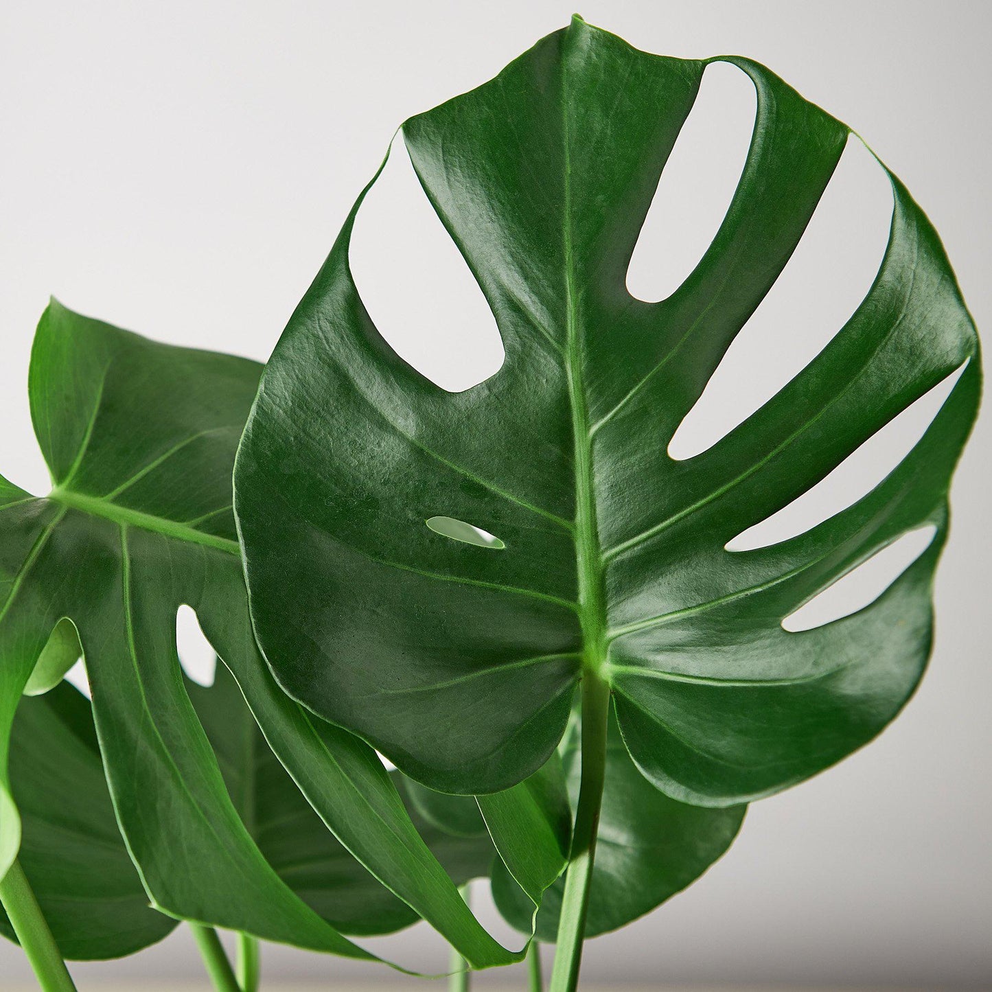 Monstera 'Split-Leaf 6”clear pot