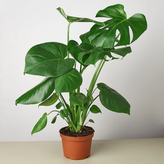 Monstera 'Split-Leaf 6”clear pot