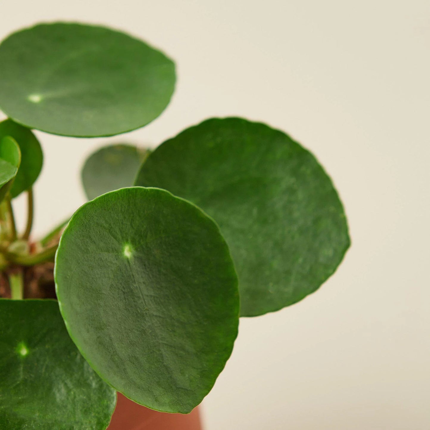 Pilea Peperomioides 'Chinese Money' 4" Clear Pot