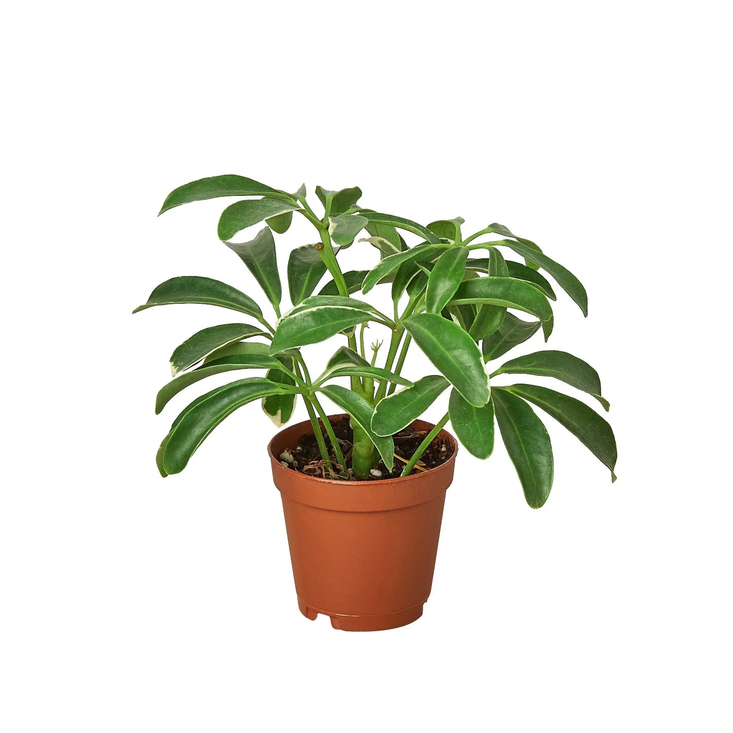 Schefflera Arboricola 'Umbrella' Clear Pot 3"