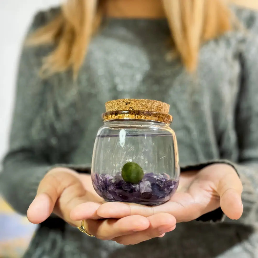 Medium Amethyst Gemstones Moss Ball Terrarium