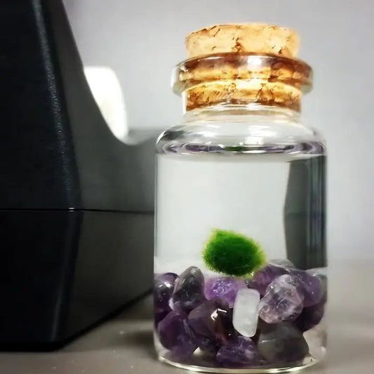 Tiny  Amethyst Gemstones Moss Ball Terrarium
