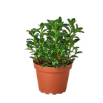 Nematanthus Candy Corn Plant 'Brazilian Firecracker' 4"