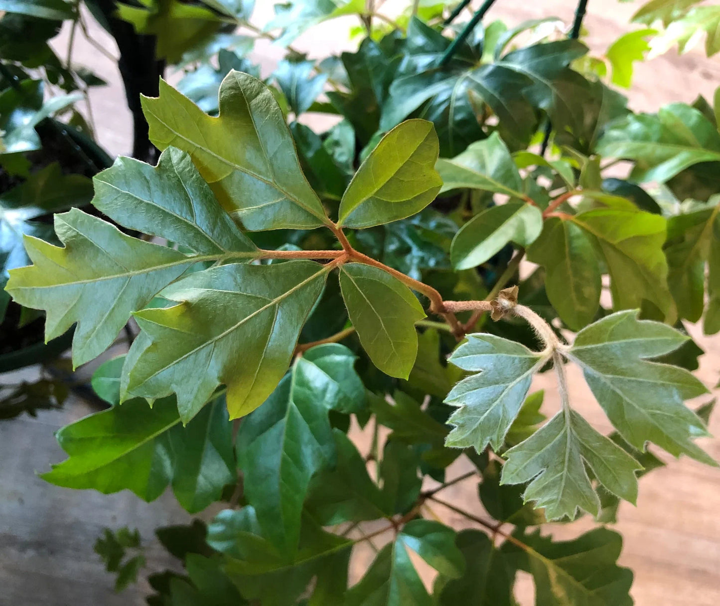 Grape Ivy