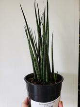 Sansevieria Fernwood Mikado