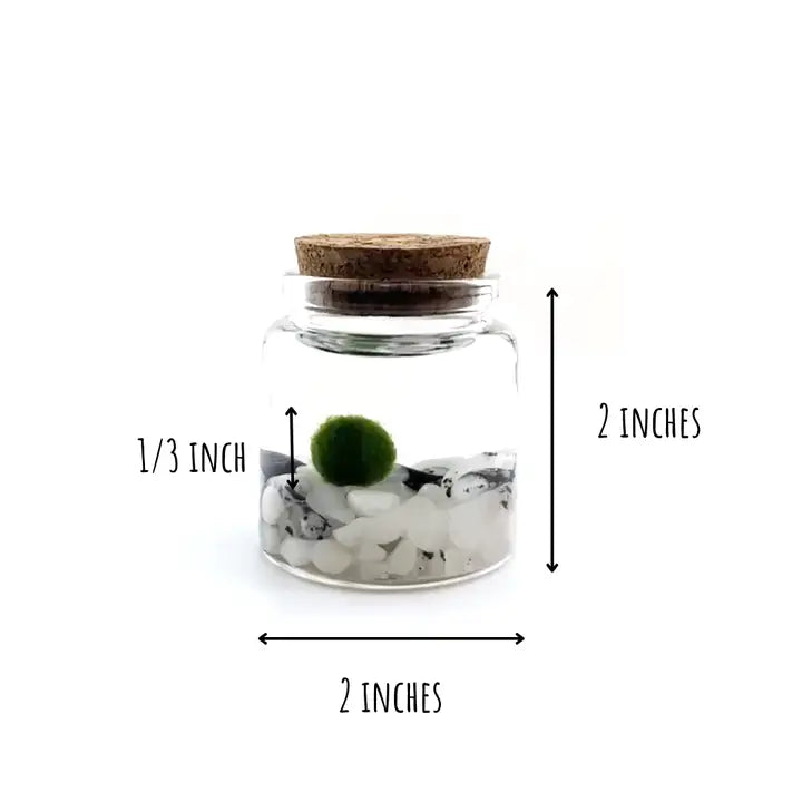 Small Moonstone Moss Ball Terrarium