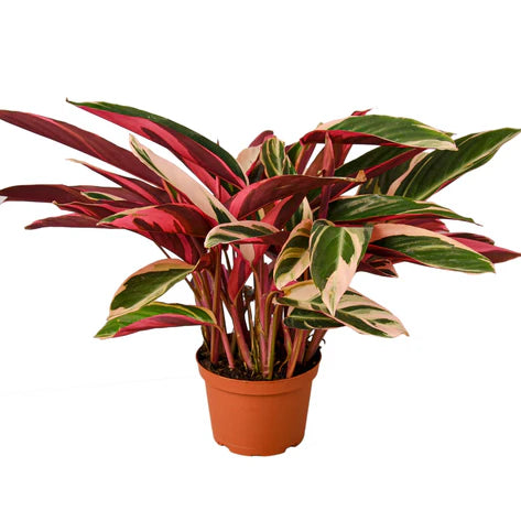 Stromanthe Triostar 6in