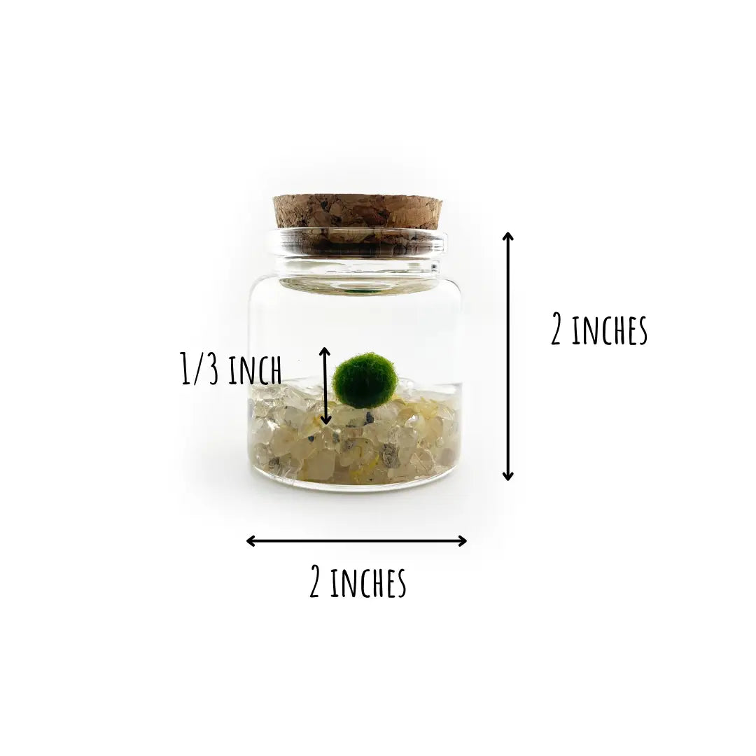Small Golden Quartz Moss Ball Terrarium