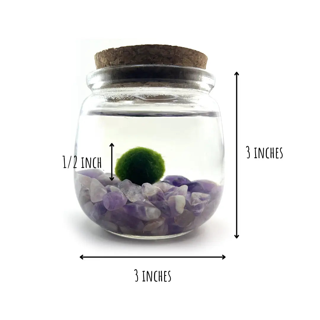 Medium Amethyst Gemstones Moss Ball Terrarium