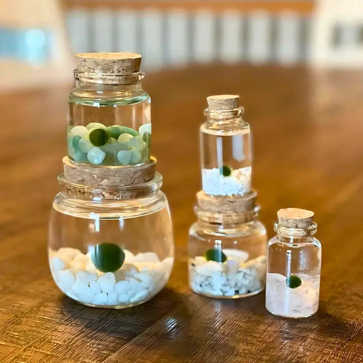 Tiny Classic Marimo Moss Ball