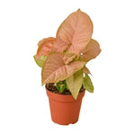 Syngonium Strawberry 4"