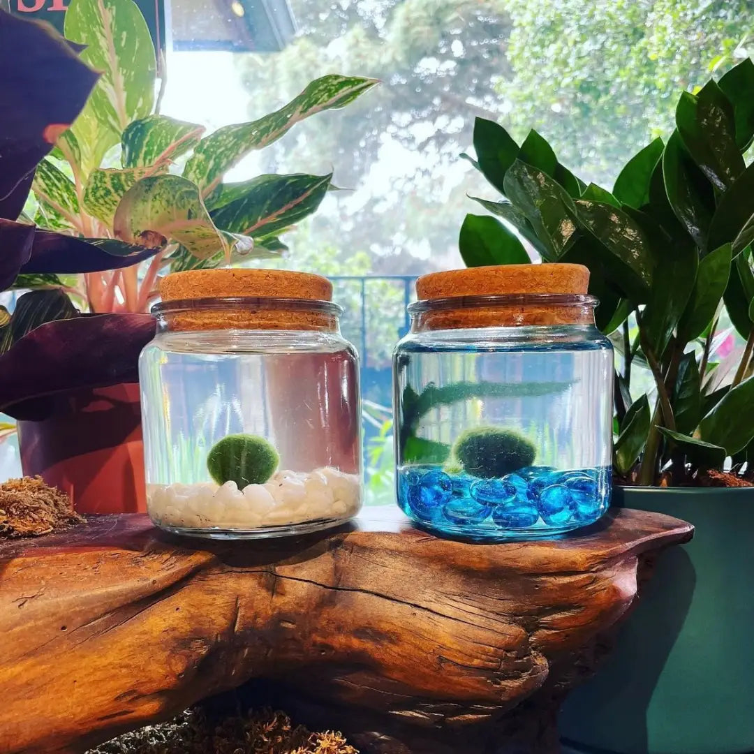 Large Blue Glass Moss Ball Terrarium