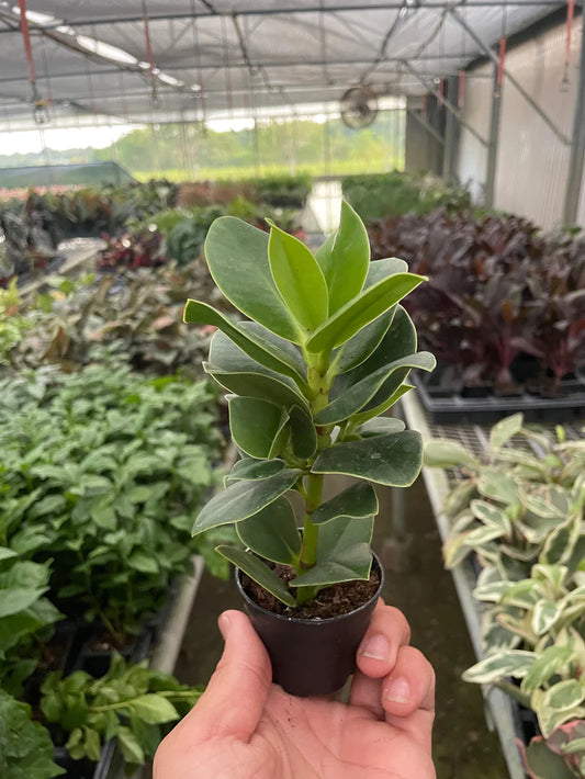 Clusia 'Princess' (Autograph Plant) 4"