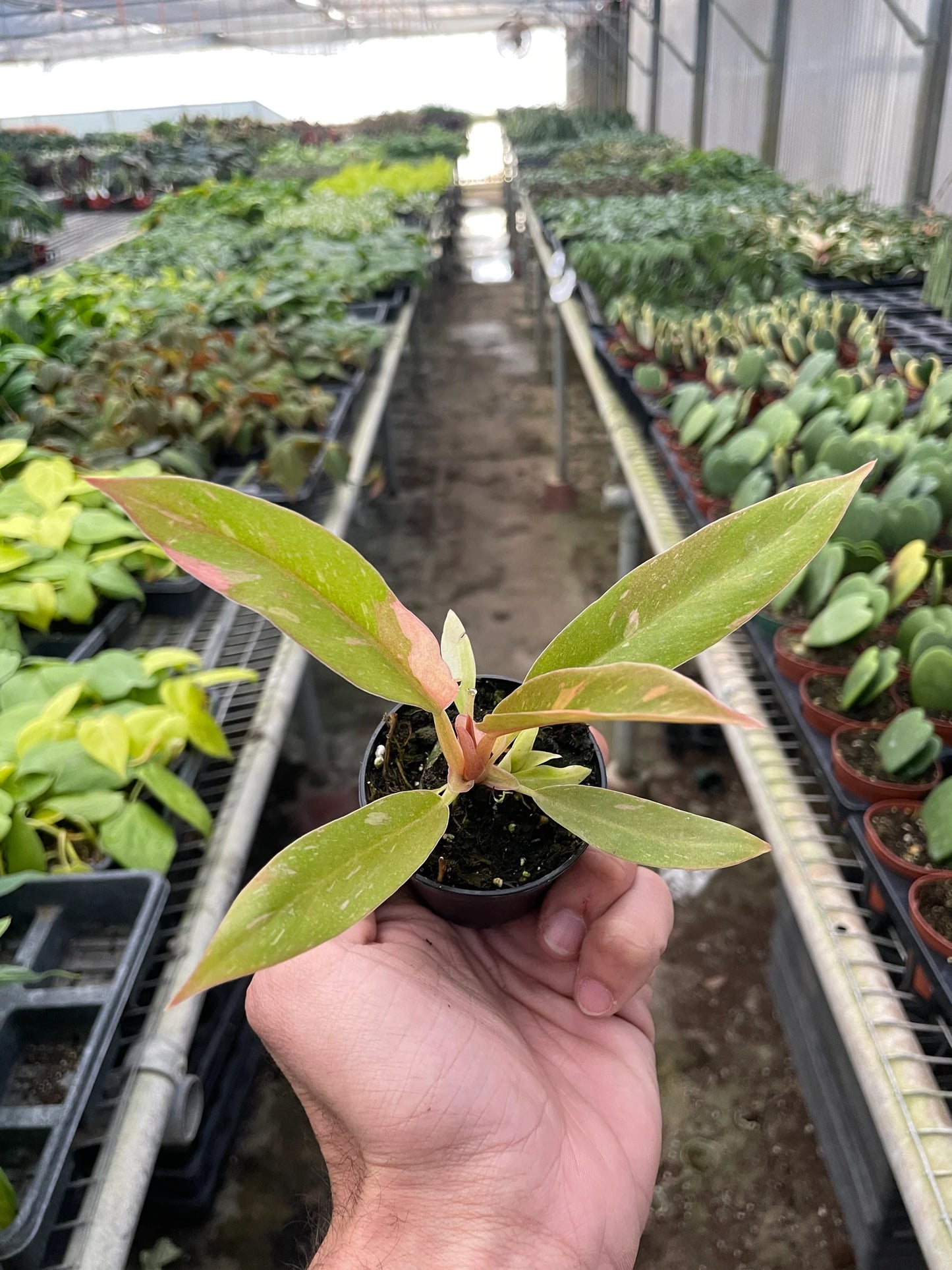 Philodendron 'Variegated Ring of Fire 5" -Clear Pot