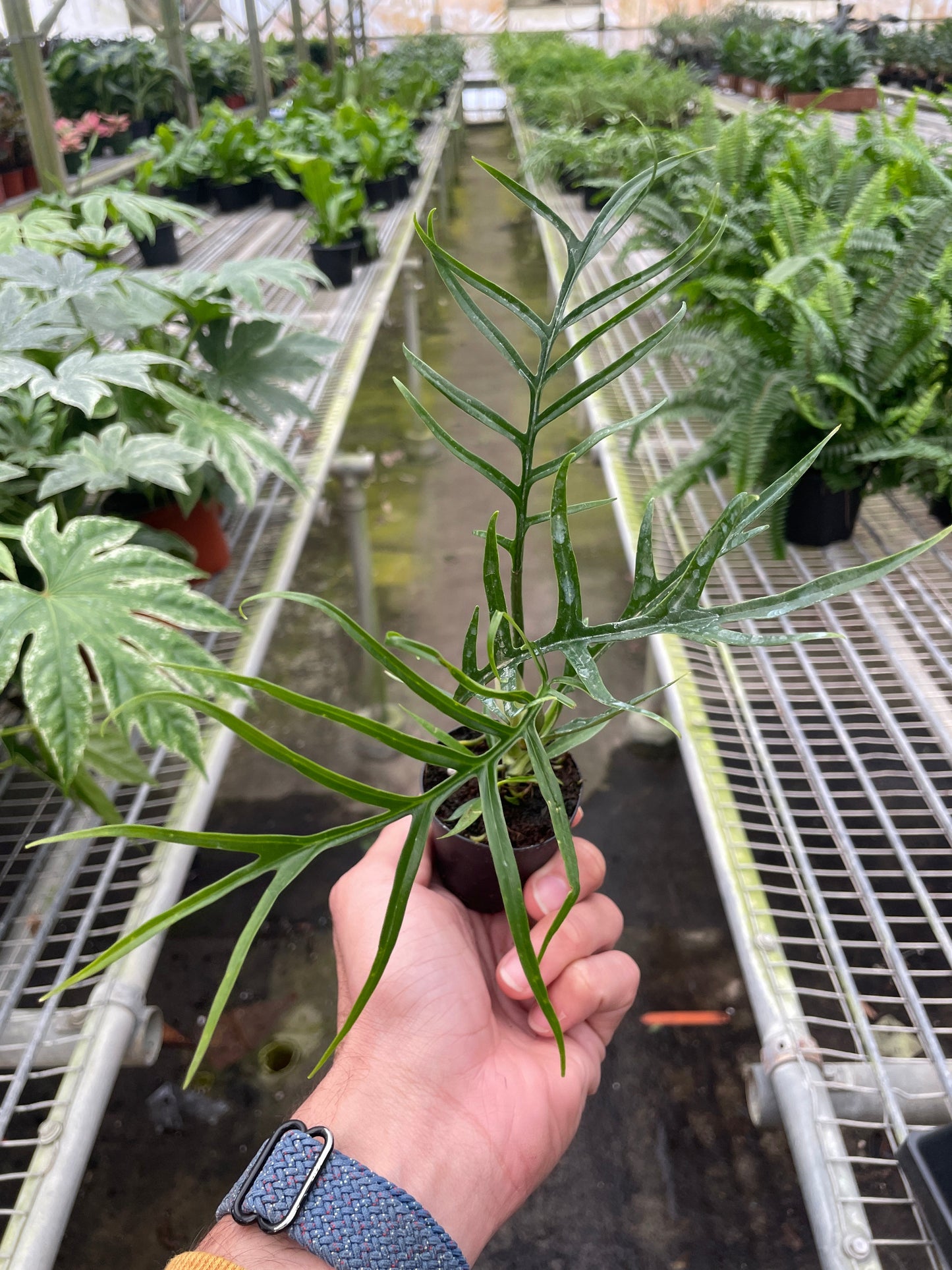 Philodendron 'Tortum' 5inch