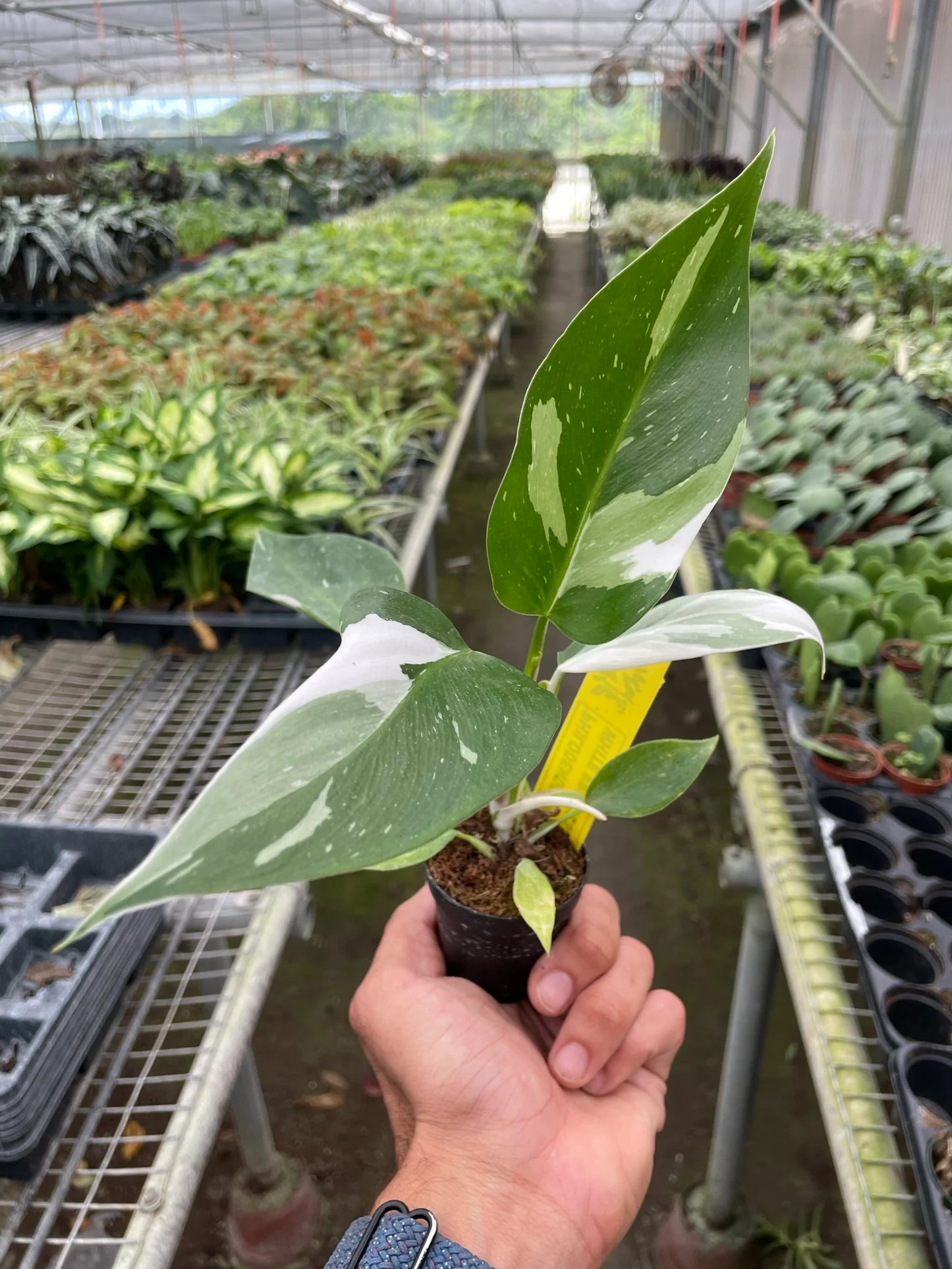 Philodendron 'White Princess 6" clear pot