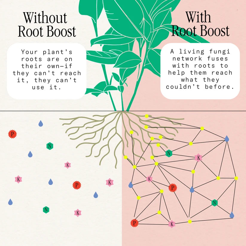 Root Boost