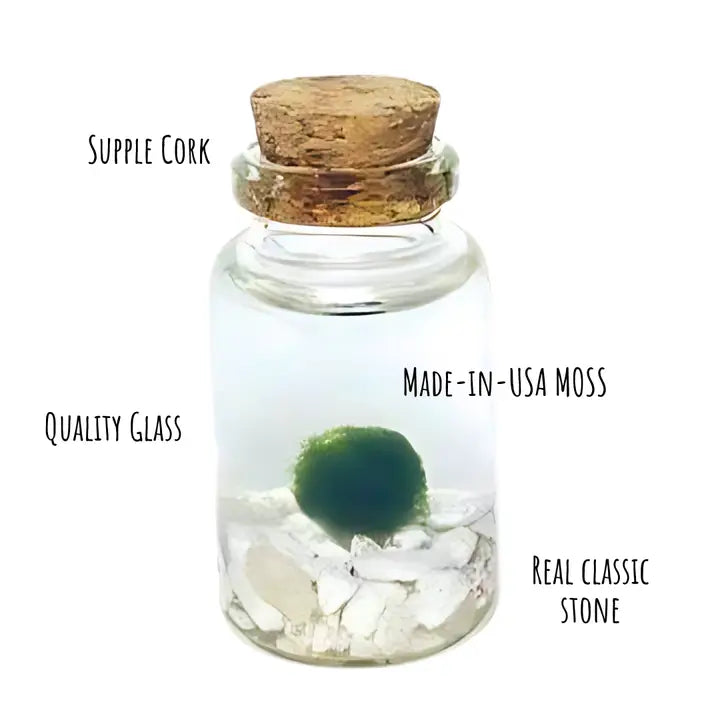 Tiny Classic Marimo Moss Ball