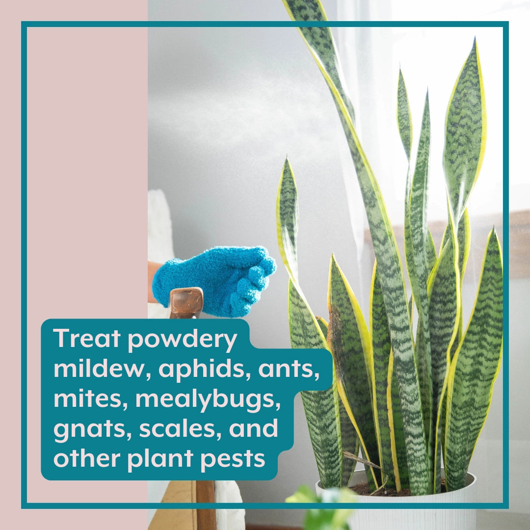 Natural Houseplant Pest Control - Peppermint Leaf
