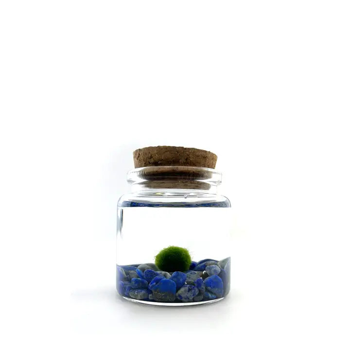 Small Lapis Lazuli Gemstones Moss Ball Terrarium